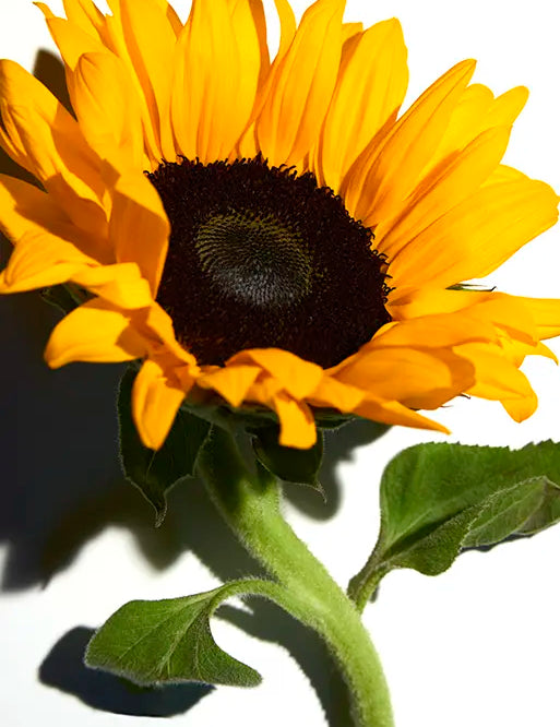 A sunflower photographed against a white background